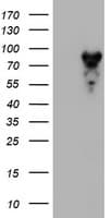 MPP5 Antibody (clone OTI5D10)