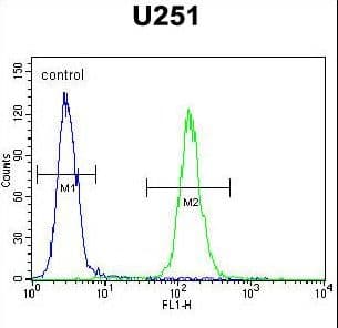 Polyclonal Rabbit anti-Human BHLHA15 Antibody (aa160-189, WB)