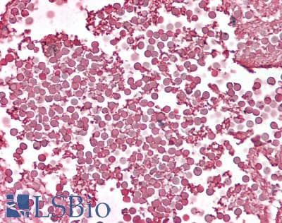 HBA1+2 / Hemoglobin Alpha Antibody