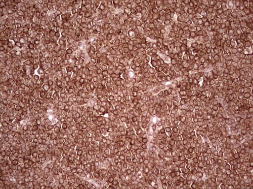 WIBG Antibody (clone OTI5E2, Carrier-free)