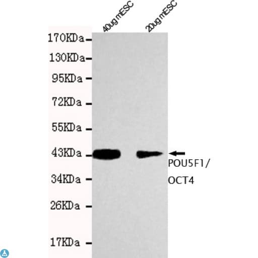 POU5F1 / OCT4 Antibody