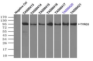 Monoclonal Mouse anti-Human TYRO3 Antibody (clone OTI2G2, IHC, WB)