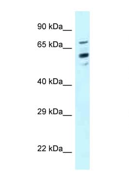 TOMM70A Antibody (aa57-106)