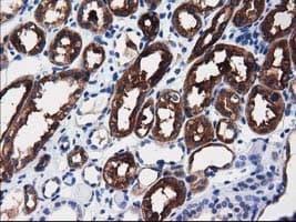 ALDH1L1 Antibody (clone OTI3D2)
