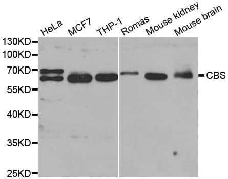 CBS Antibody