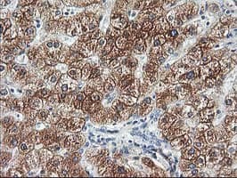 Adiponectin Antibody (aa19-244, clone OTI1H1, Carrier-free)