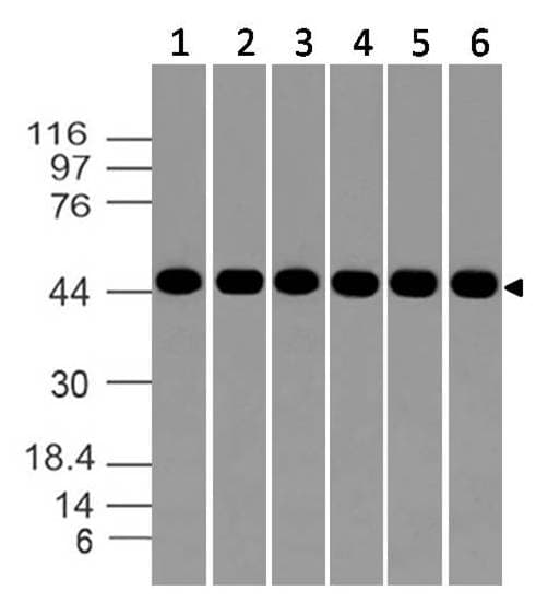AURKA / Aurora-A Antibody