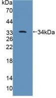 HPTPB / PTPRB Antibody (aa1041-1310)