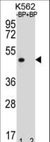 OR8K3 Antibody (aa243-271)