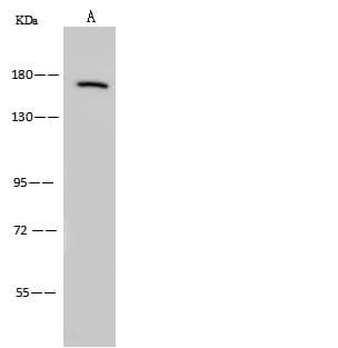 USP7 / HAUSP Antibody (Preservative Free)