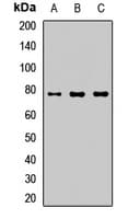 Polyclonal Rabbit anti-Human CARD10 / CARMA3 Antibody (IHC, WB)