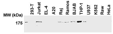 NALP1 / NLRP1 Antibody (aa2-25)