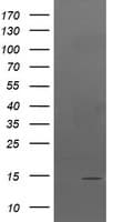 TPD52L3 Antibody (clone OTI3D11, Carrier-free)