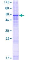 Human TMEM82 Protein (Recombinant GST)