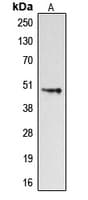 DRD4 / Dopamine Receptor D4 Antibody (C-Terminus)