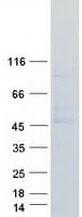 Human APLNR/ Apelin Receptor / APJ Protein (Recombinant Myc-DDK (Flag))