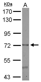 CERCAM Antibody