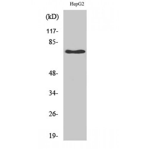 Polyclonal Rabbit anti-Human NGFR / CD271 / TNR16 Antibody (90-170 aa, Internal, IF, WB)