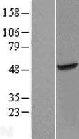 METTL18 Protein (Over-Expression Lysate Myc-DDK (Flag))