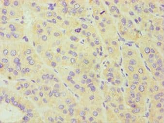 CYP3A5 Antibody (aa233-502)