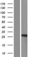 HNLF / TMED4 Protein (Over-Expression Lysate Myc-DDK (Flag))