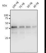 Pepsin Antibody