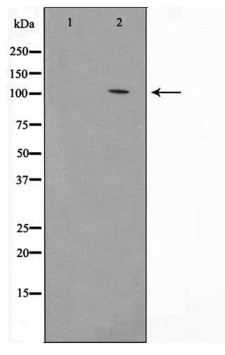 VAV3 Antibody (phospho-Tyr173)