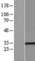 RPL7A / Ribosomal Protein L7a (Over-Expression Lysate Myc-DDK (Flag))