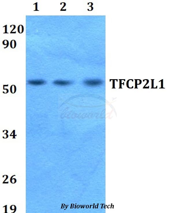 Polyclonal Rabbit anti-Human CRTR1 / TFCP2L1 Antibody (WB)