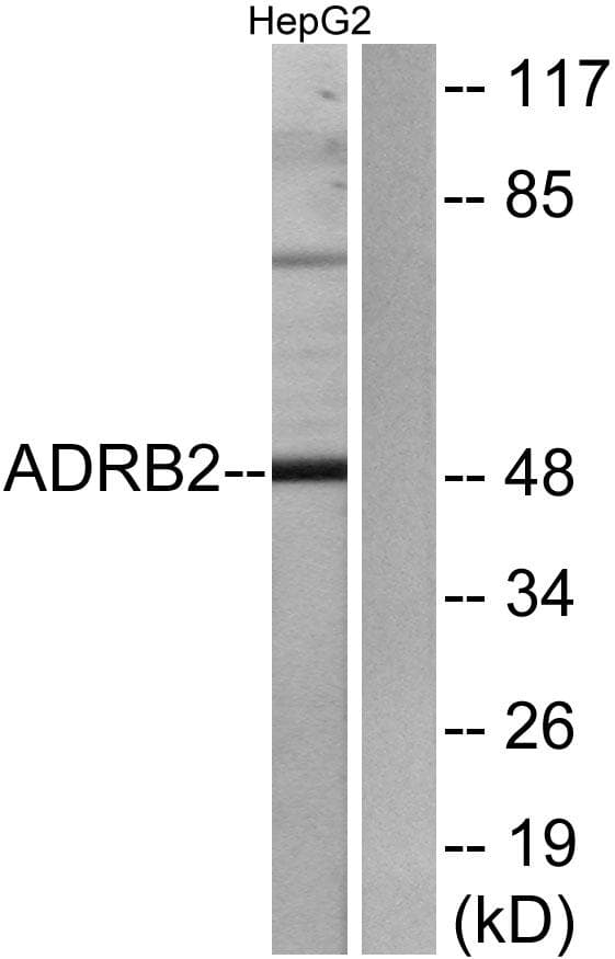 ADRB2 Antibody