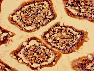 MC4R / Melanocortin 4 Receptor Antibody