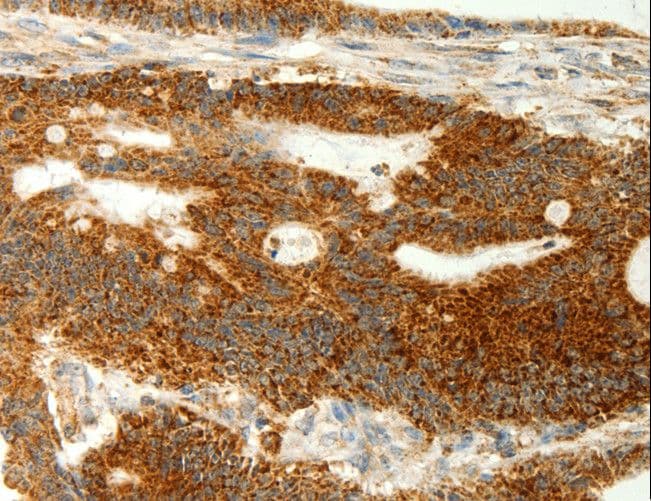 COX7B Antibody