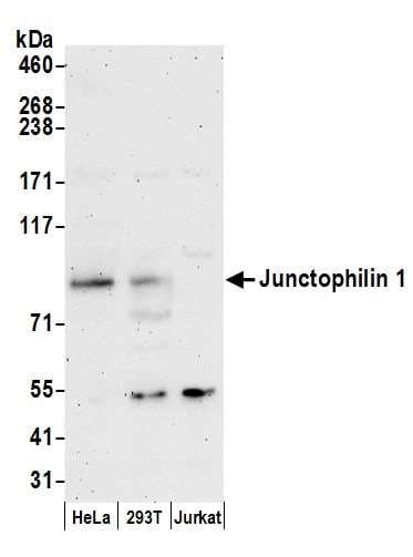 Polyclonal Rabbit anti-Human JPH1 Antibody (aa450-500, WB)