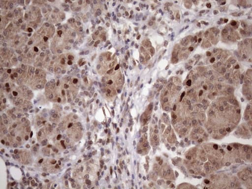 BTEB / KLF9 Antibody (clone OTI8A11, Carrier-free)