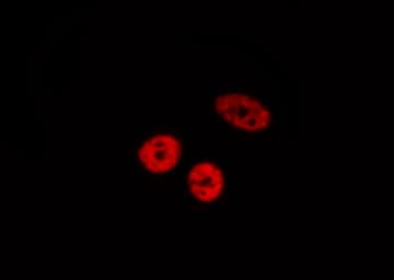 ZNF280A Antibody
