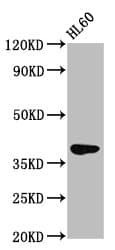 Polyclonal Rabbit anti-Human GPR174 Antibody (IHC, IF, WB)