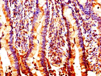 NUCB2 / Nucleobindin 2 Antibody