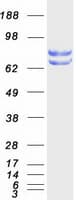 Human PDIA4 / ERP72 Protein (Recombinant Myc-DDK (Flag))
