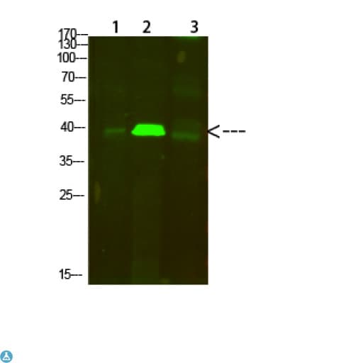 TPM1 / Tropomyosin Antibody