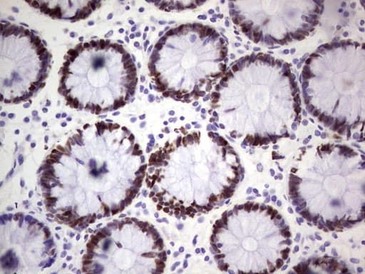 MCM2 Antibody (clone OTI1G10)