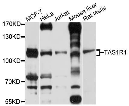 T1R1 / TAS1R1 Antibody