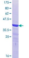 Human MAFK Protein (Recombinant GST, N-terminus)