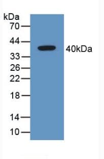 GAL4 / Galectin 4 Antibody (aa1-326)