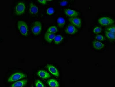Polyclonal Rabbit anti-Human GPR4 Antibody (IHC, IF)