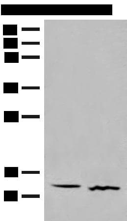 GALP / Alarin Antibody