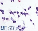 IHC-plus™ P2RY1 / P2Y1 Antibody (C-Terminus)