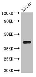 Polyclonal Rabbit anti-Mouse ADH7 Antibody