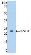 GAPDH Antibody (aa154-324, Cy3)