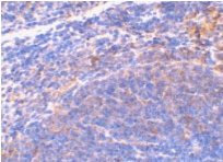 Polyclonal Rabbit anti-Mouse DIABLO / SMAC Antibody (IHC, WB)