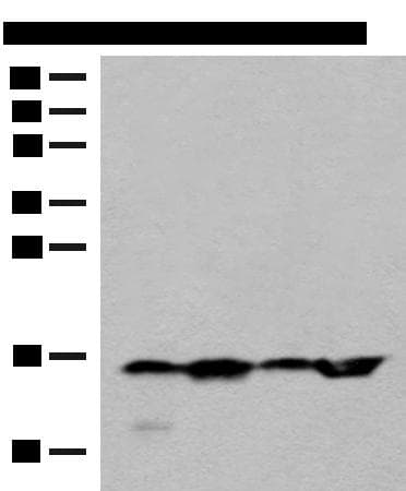 MAGOHB / Mago Antibody